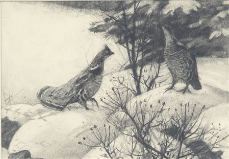 Grouse in the Snow