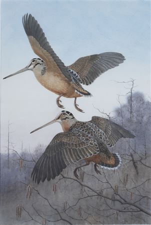 Woodcock in Flight