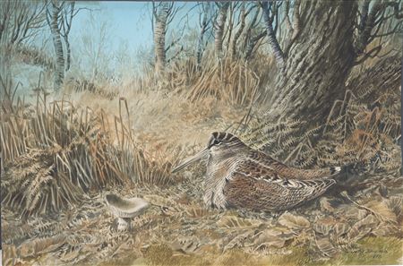 Woodcock
