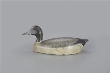 Pintail Drake