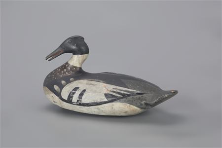 The Doherty Open-Bill Wilson Merganser