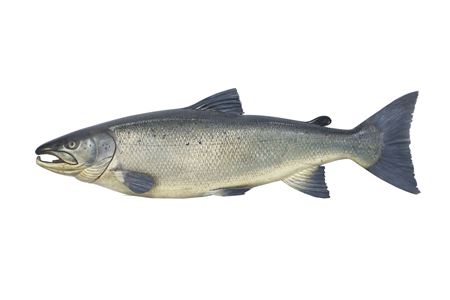 Atlantic Salmon by John Tully - Auction record, sale price, and art valuation. Compare with similar artists and explore comparable artworks.