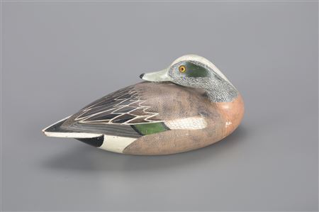 Preening Wigeon Drake