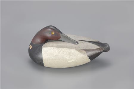 Preening Canvasback Drake