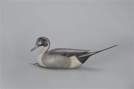 Pintail