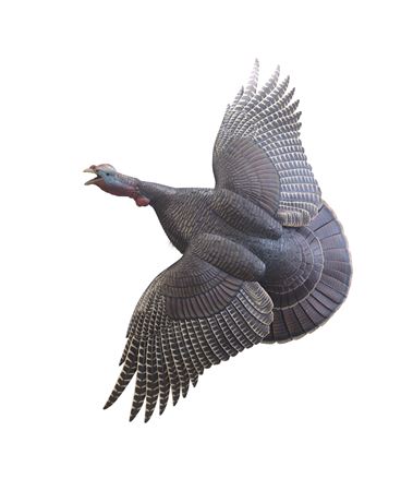 Life-Size Flying Wild Turkey