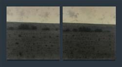 Row of Trees I & II