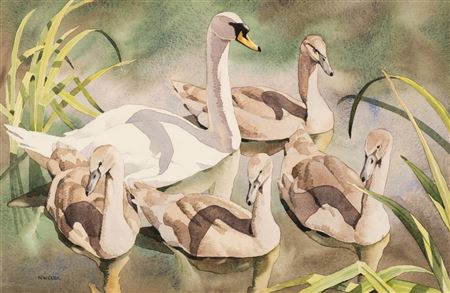 Sample artwork by Noel William Cusa (1909 - 1990), known for wildlife, bird painting - View similar artists and auction records