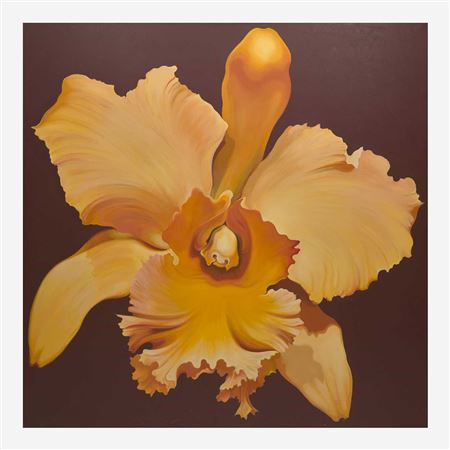 Orange Orchid