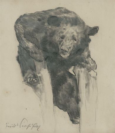 Brown bear