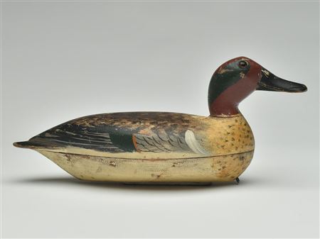 Rare green wing teal drake