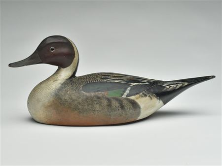 Pintail drake