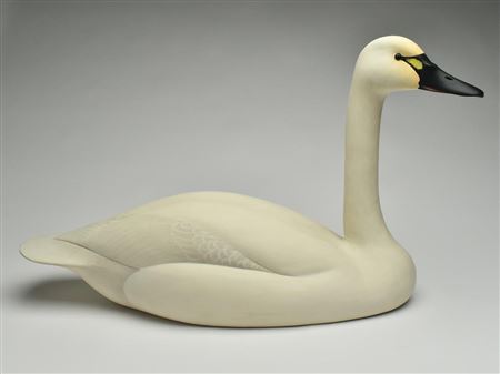 Important full-size whistling swan