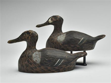 Pair of bluewing teal