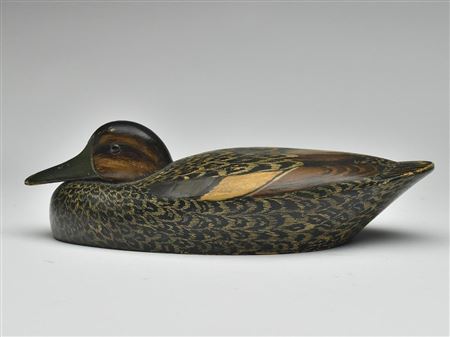 Extremely rare low head black duck