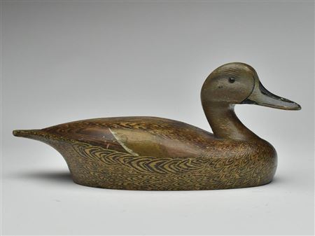 Very rare pintail hen
