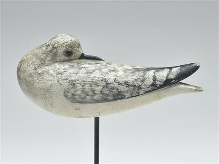 Preening plover in winter plumage