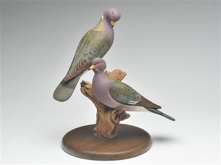 Extremely rare pair of band tailed pigeons