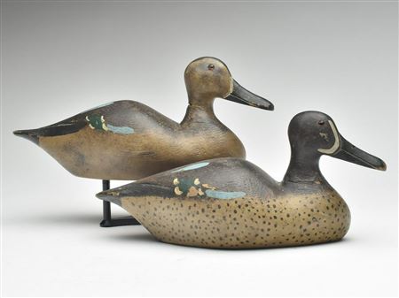 Pair of bluewing teal