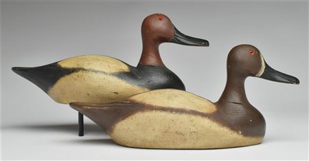 Pair of canvasbacks