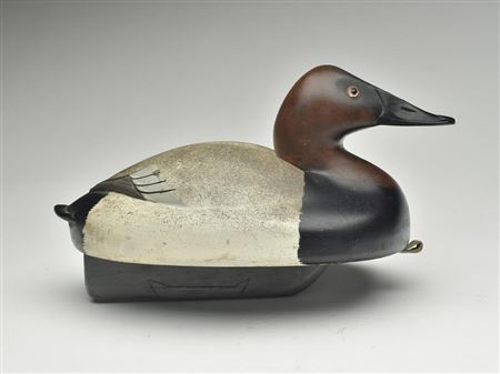 Canvasback drake