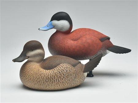 Pair of ruddy ducks