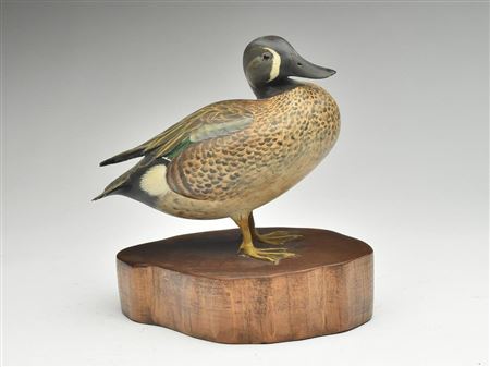 Excellent standing bluewing teal