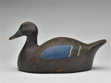 Very rare bluewing teal