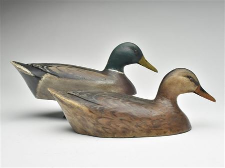 Pair of mallards