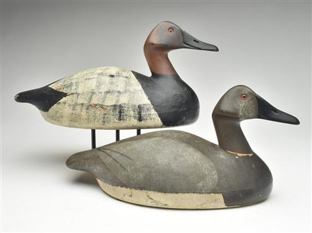 Pair of canvasbacks
