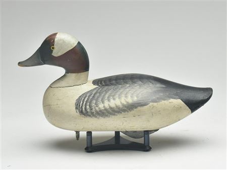Early bufflehead