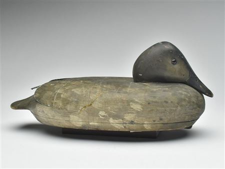 Canvasback hen
