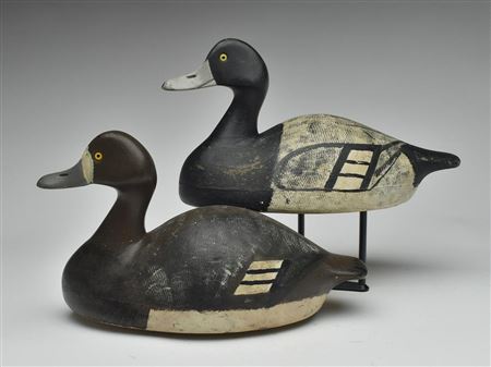 Pair of bluebills