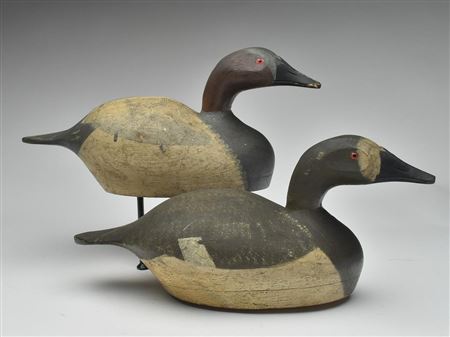 Excellent pair of canvasbacks