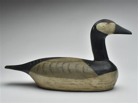 Rare Canada goose