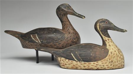 Pair of pintails