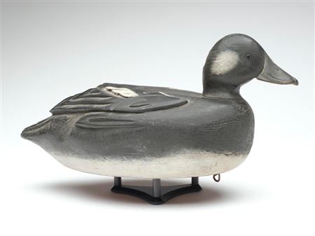 Very rare and outstanding bufflehead hen