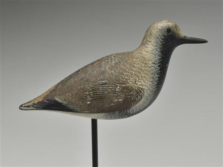 Black bellied plover