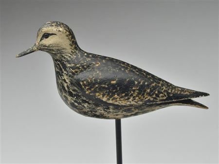 Golden plover