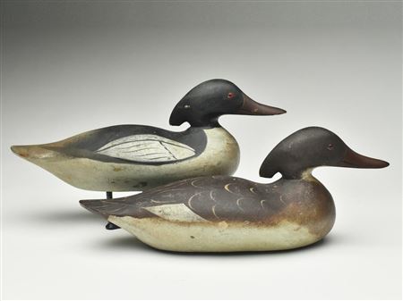 Very rare rigmate pair of American mergansers