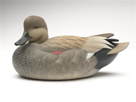 Excellent gadwall