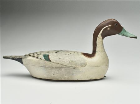 Pintail drake