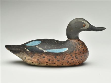 Bluewing teal