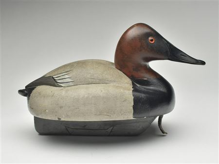 Canvasback drake
