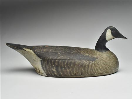 Excellent Canada goose