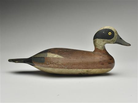 Very rare and important widgeon drake