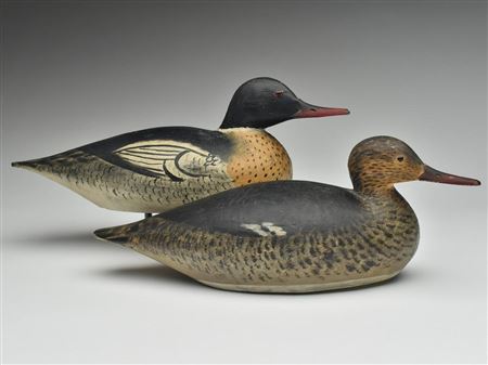 Extremely rare rigmate pair of red breasted mergansers