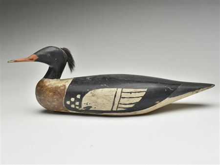Oversize merganser