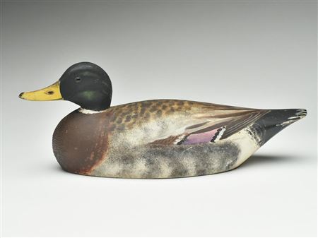 Large mallard drake