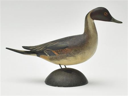 Early miniature pintail